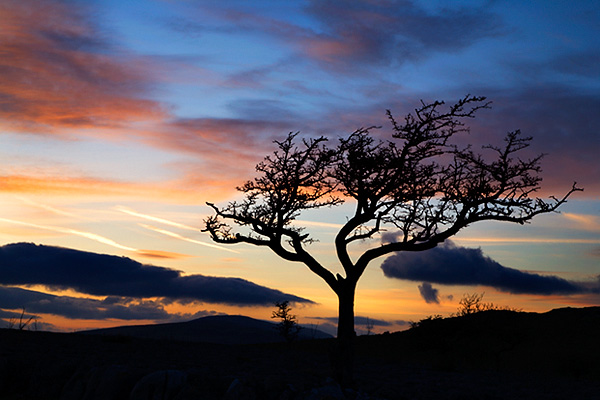 Lone Tree at Sunset above Conistone