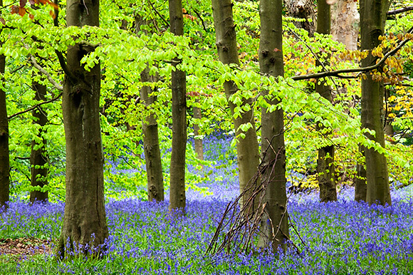 Twigs against a Tree and Bluebells in Middleton Woods