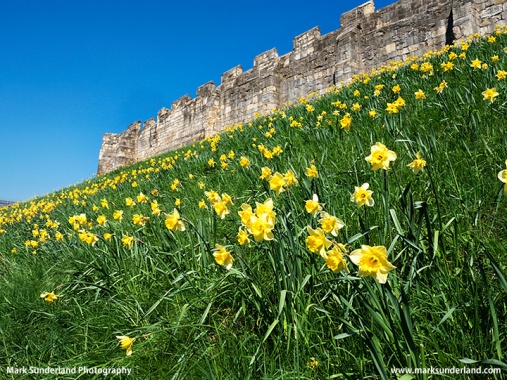 Daffodils at the City Wall in York
